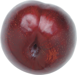 Plum PNG image-8668